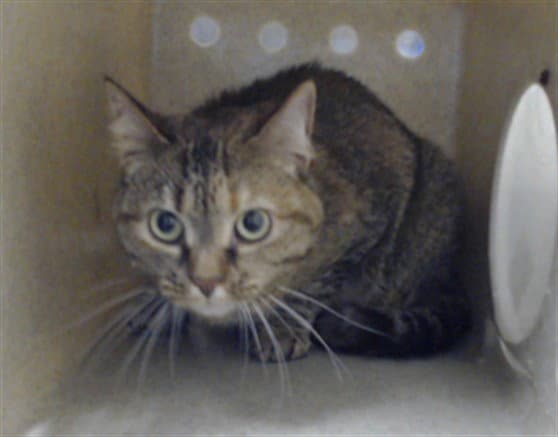 Steela - Domestic Short Hair