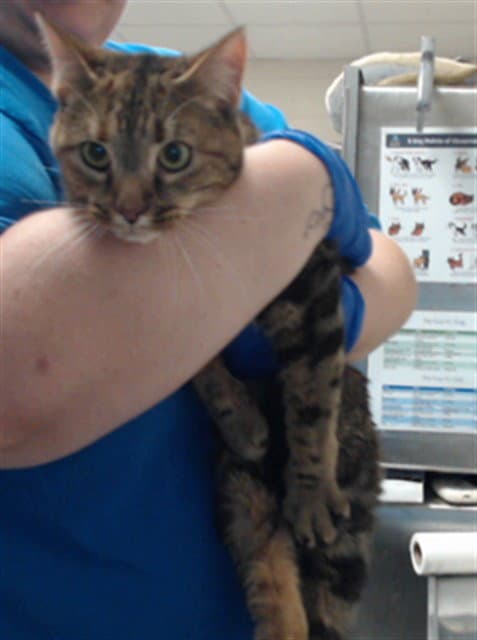 Luna - Domestic Short Hair