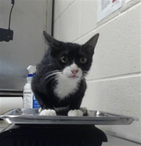 Unknown - Domestic Short Hair
