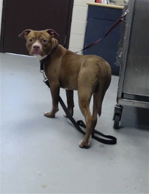 Bilbo - Pit Bull Terrier