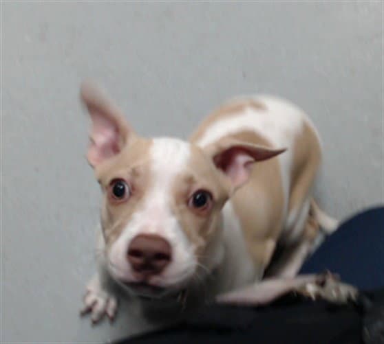 Rocky - Pit Bull Terrier