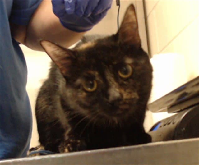 Unknown - Domestic Short Hair