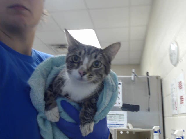 Unknown - Domestic Short Hair