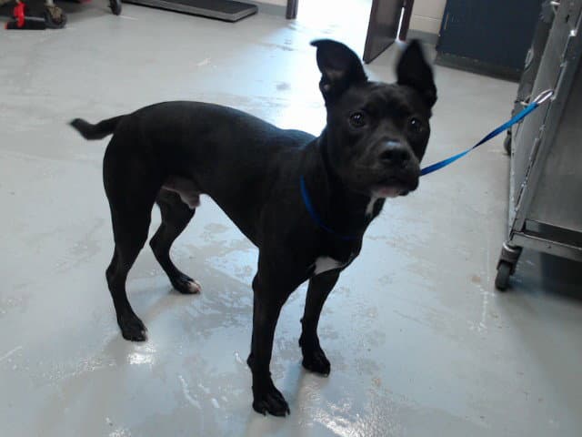 Unknown - Pit Bull Terrier