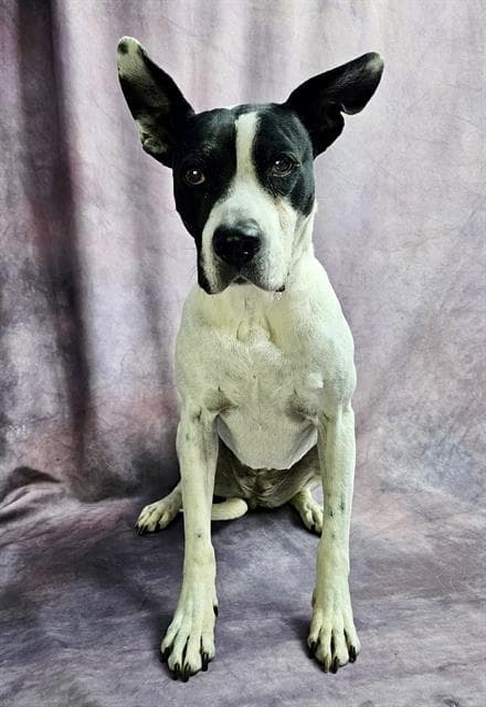 Rosella - Bull Terrier