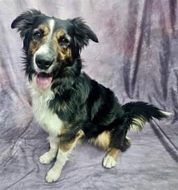 Barney image 1