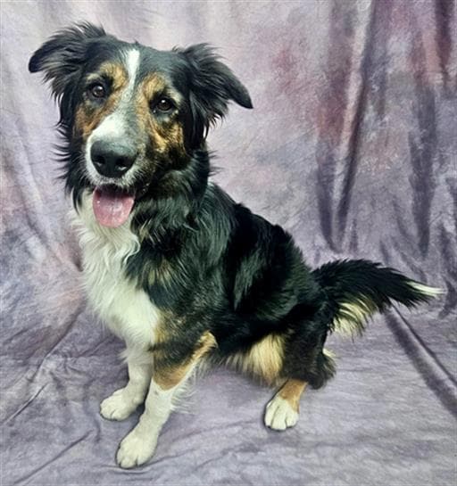 Barney - Border Collie