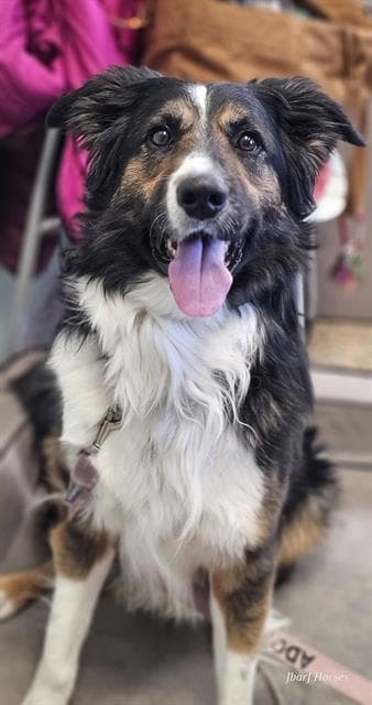 Barney - Border Collie