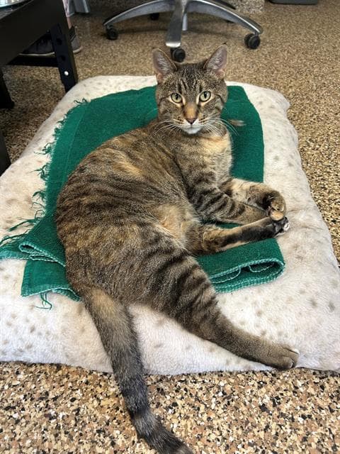 Kit - Domestic Short Hair