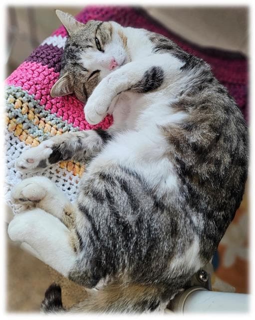 Bambino - Domestic Short Hair