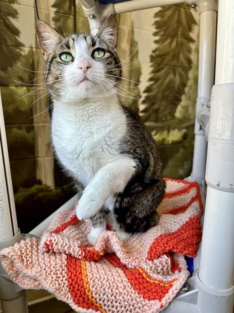 Lucy - Domestic Short Hair