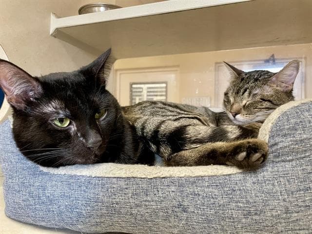 Cassius - Domestic Short Hair