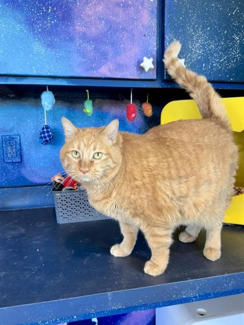 Demi - Domestic Medium Hair