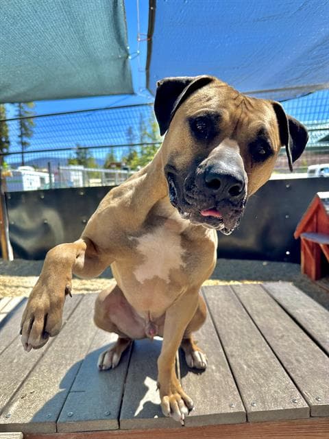 Toby - Bullmastiff