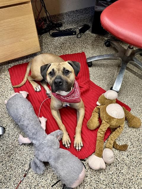 Toby - Bullmastiff