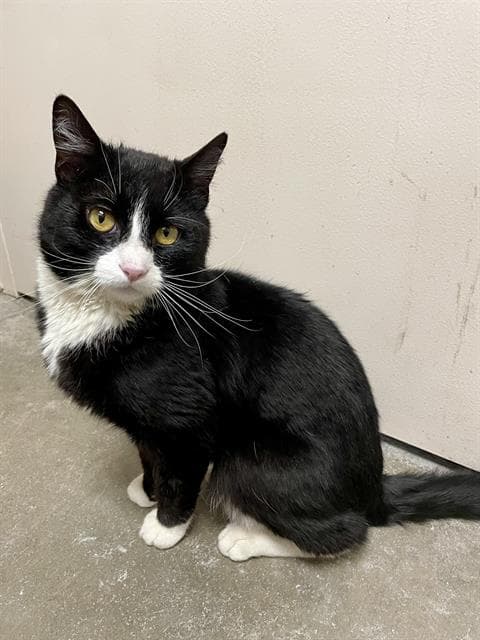 Lightning - Domestic Short Hair