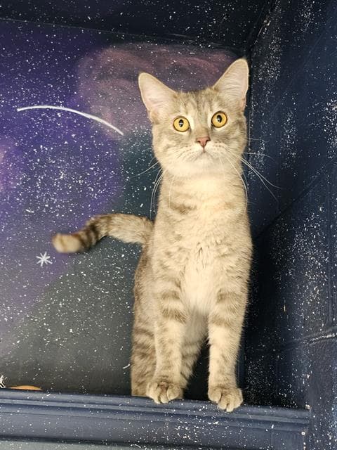 Lilu - Domestic Short Hair