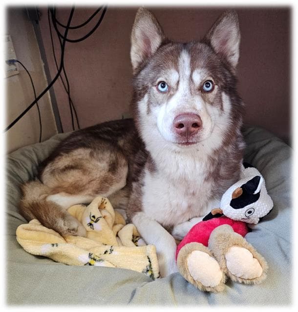 Cyrus - Siberian Husky