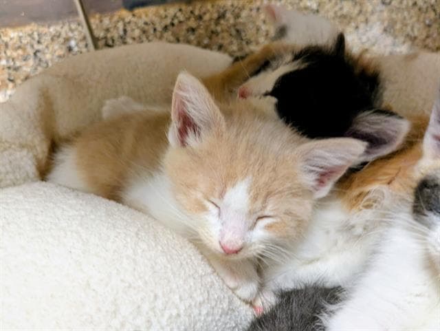 Bagel - Domestic Medium Hair