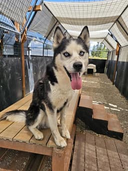 Bucky image 1