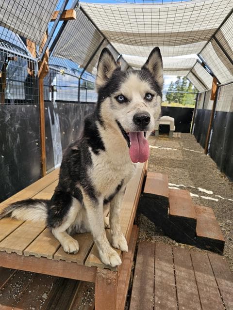 Bucky - Siberian Husky