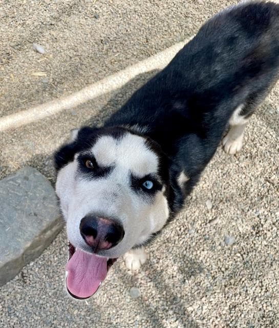 Blueberry - Siberian Husky