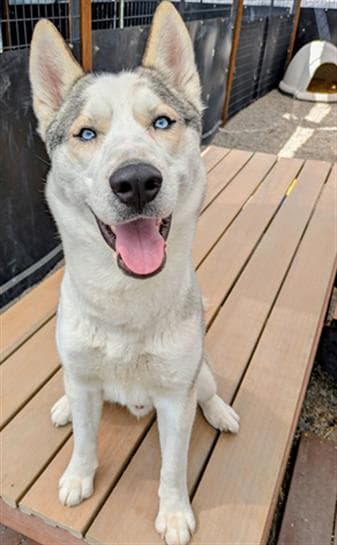 Lightning - Siberian Husky