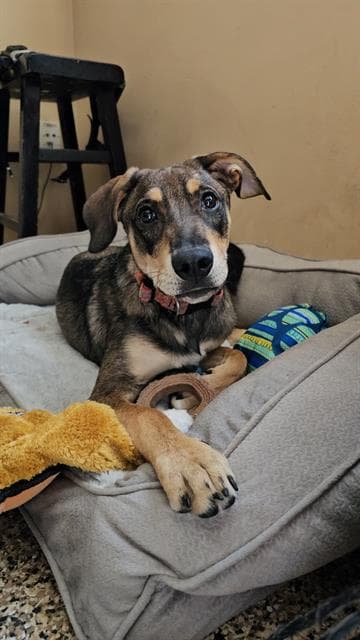 Milo - Treeing Walker Coonhound