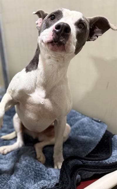 Nala - Pit Bull Terrier
