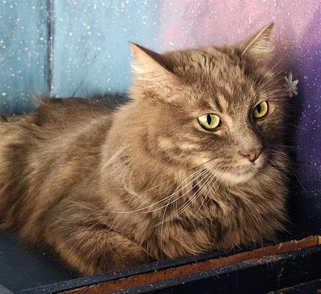 James - Domestic Medium Hair