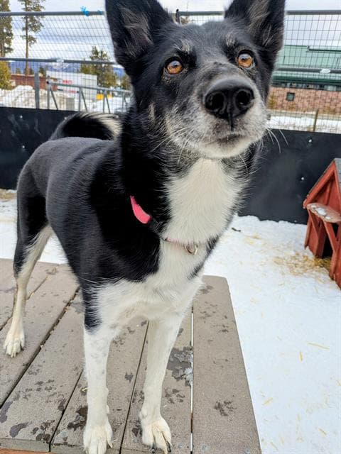 Sakari - Husky