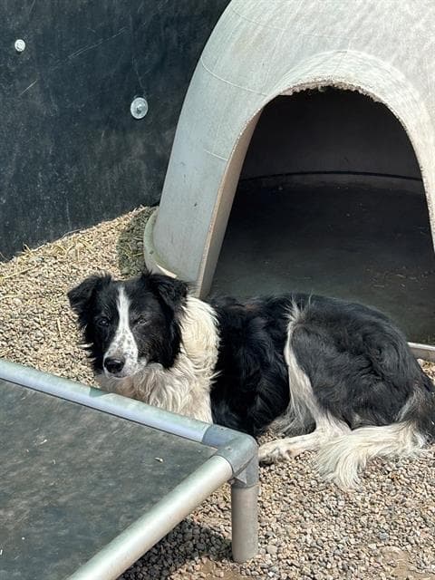 Banjo - Border Collie