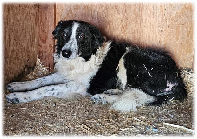 Banjo - Border Collie
