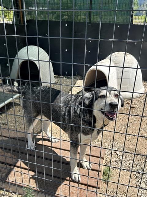 Pixel - Husky