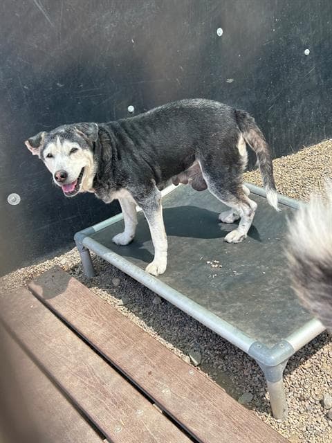 Atlas - Husky