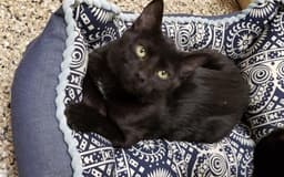 Shuri image 1