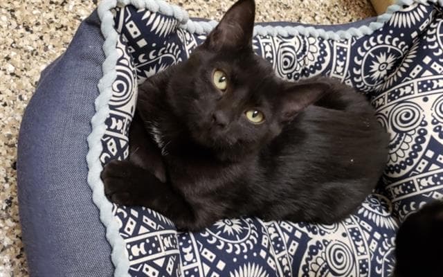 Shuri - Domestic Short Hair
