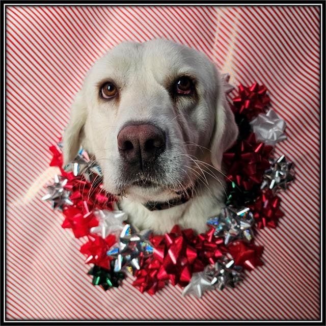 Rose - Labrador Retriever
