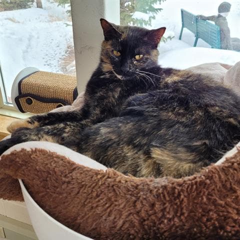 Karma - Domestic Short Hair