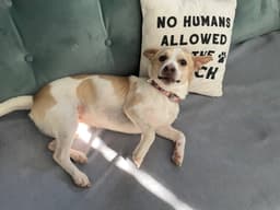 Toby image 1