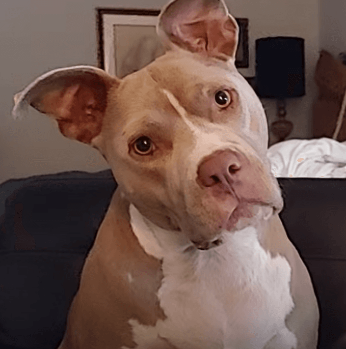 Mimosa - American Staffordshire Terrier