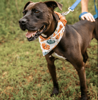 Logan - Black Labrador Retriever