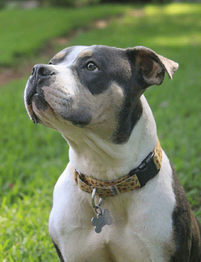 Bertie - American Bulldog