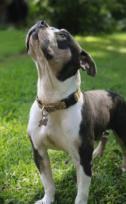 Bertie image 3