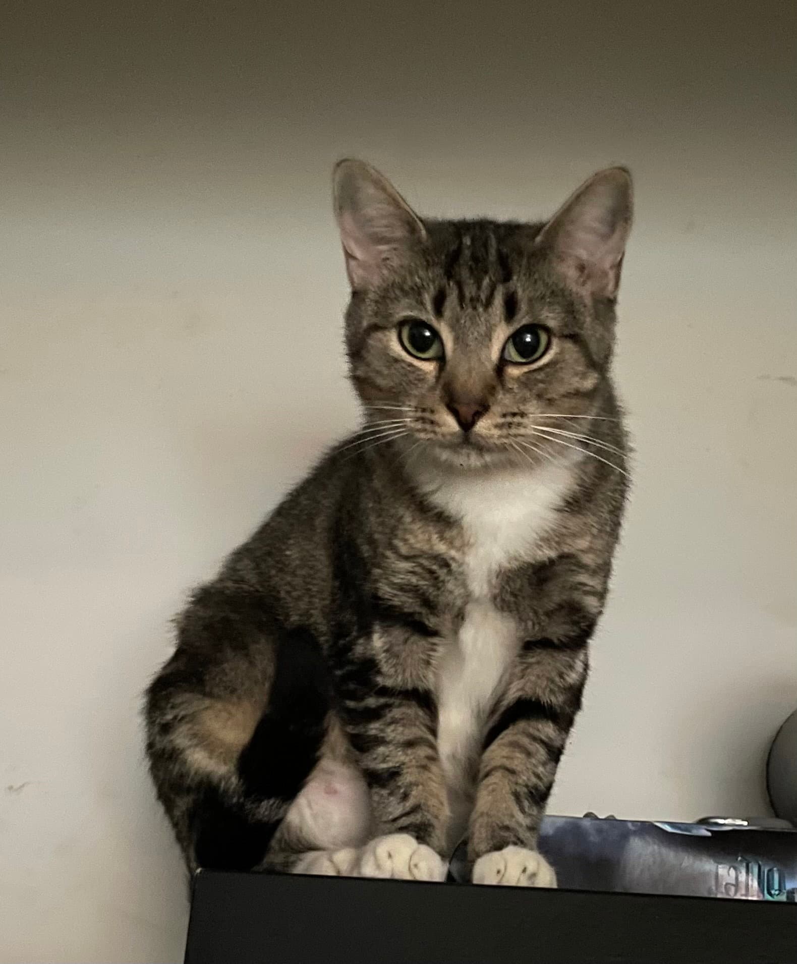 Marnie - Tabby