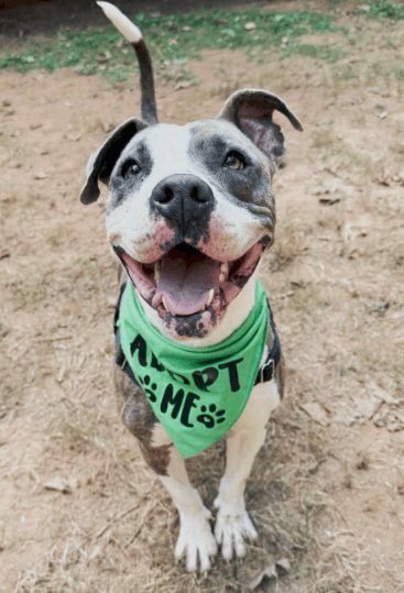 Pretty Princess Foster Needed Too - American Staffordshire Terrier