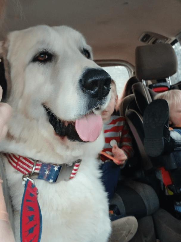 Thor - Great Pyrenees