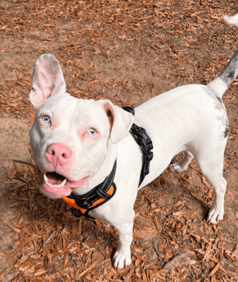 Yuki - American Bulldog
