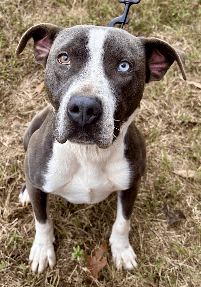 Kirby - American Staffordshire Terrier