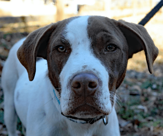 Butch - German Shorthaired Pointer
